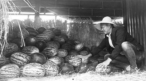 威远吃瓜群众事件视频,一场网络舆论的风暴与反思