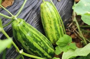 不是吃瓜群众含义,揭秘理性看客的多元视角