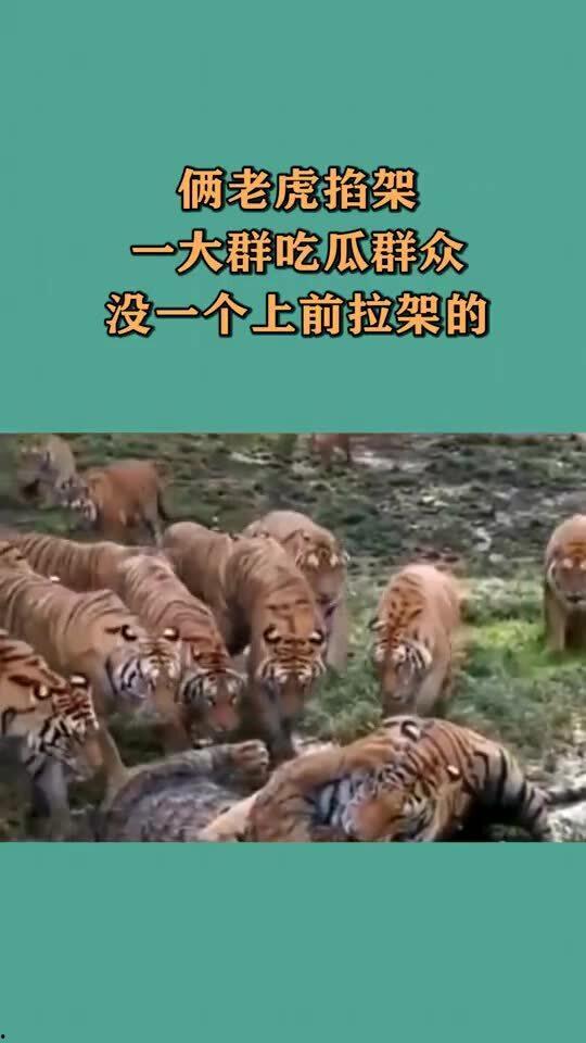 北极虎吃瓜群众是谁,网络红人的崛起与影响力