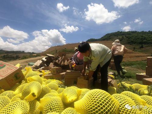 吃瓜群众坐等瓜熟,吃瓜群众的耐心等待之旅