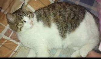 原来猫咪里也有吃瓜群众,揭秘宠物界的八卦热潮