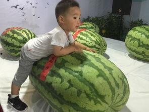 芜湖的吃瓜群众事件