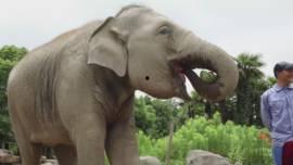 小鬼吃瓜群众,揭秘娱乐圈幕后真相