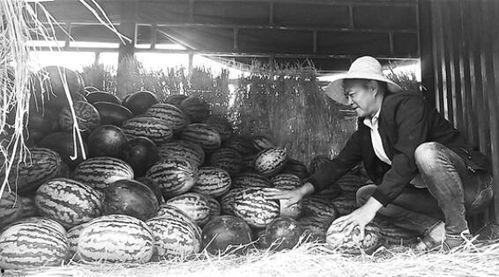 泗水吃瓜群众事件真相揭秘