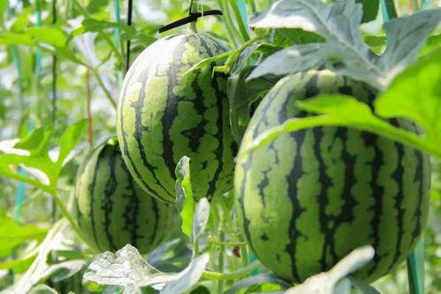 吃瓜群众的西瓜,揭秘吃瓜群众的西瓜情缘