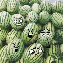 吃瓜群众开心果图片高清,高清吃瓜群众与开心果的欢乐瞬间