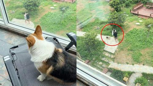 吃瓜群众的狗视频