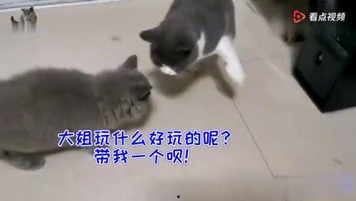 猫猫吃瓜群众,猫猫视角下的吃瓜群众众生相