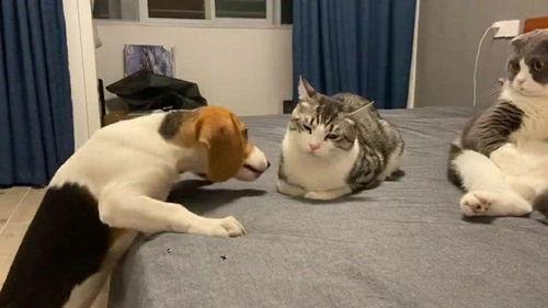 吃瓜群众秀胖猫图片,吃瓜群众热议萌宠瞬间