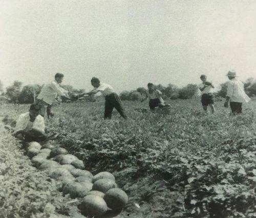 朱山吃瓜群众事件始末,一场网络舆论的风暴与反思