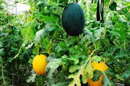 吃瓜群众黄女士,揭秘娱乐圈幕后故事